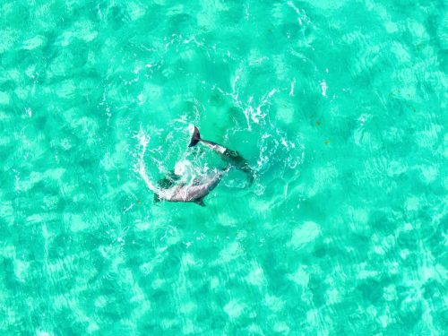 DJI_0499_mod